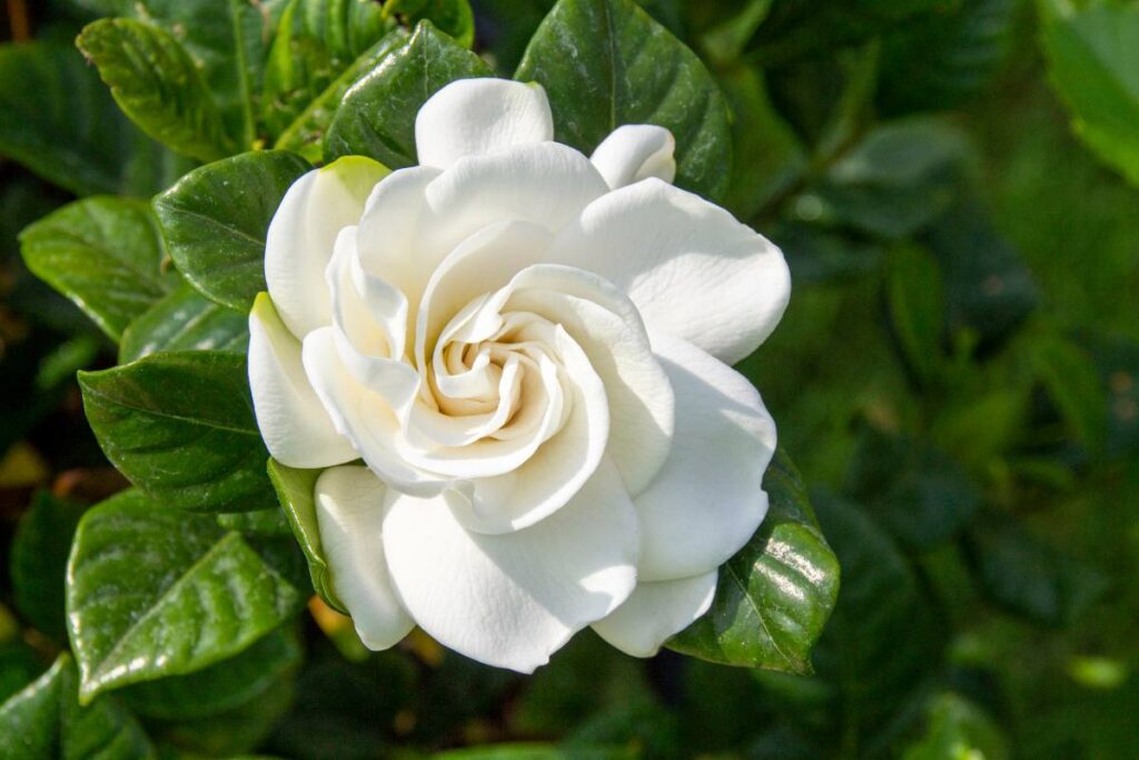 Gardenia ingiallimento delle foglie.