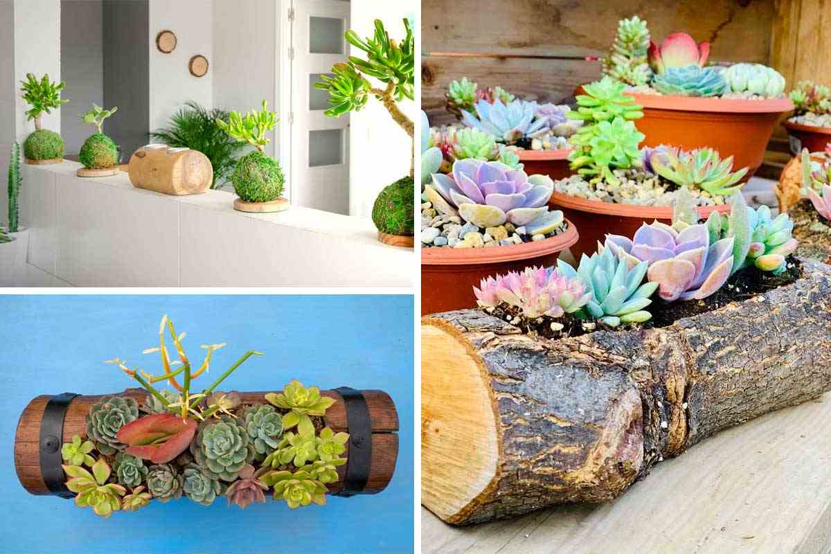 Idee decorative con piante grasse