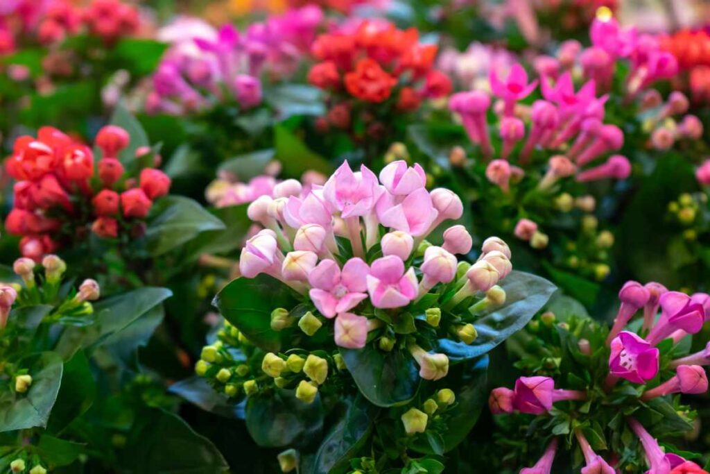 KALANCHOE