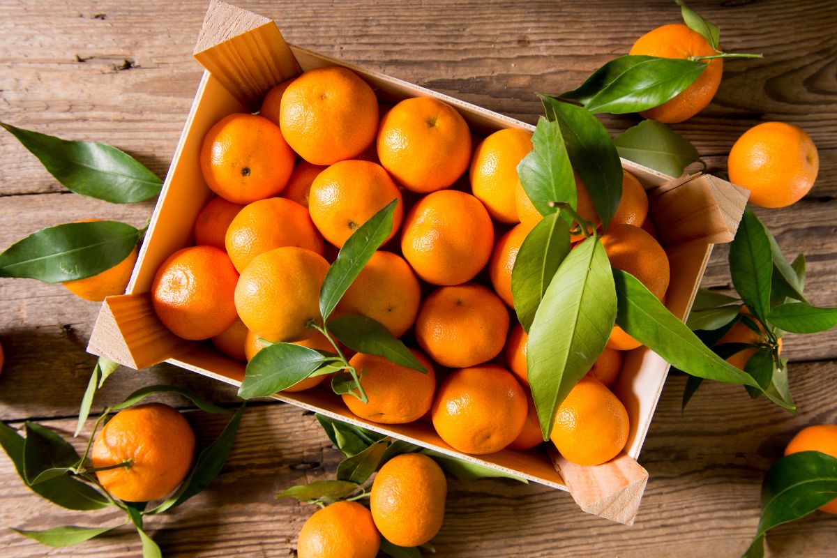 Coltiva mandarini in vaso