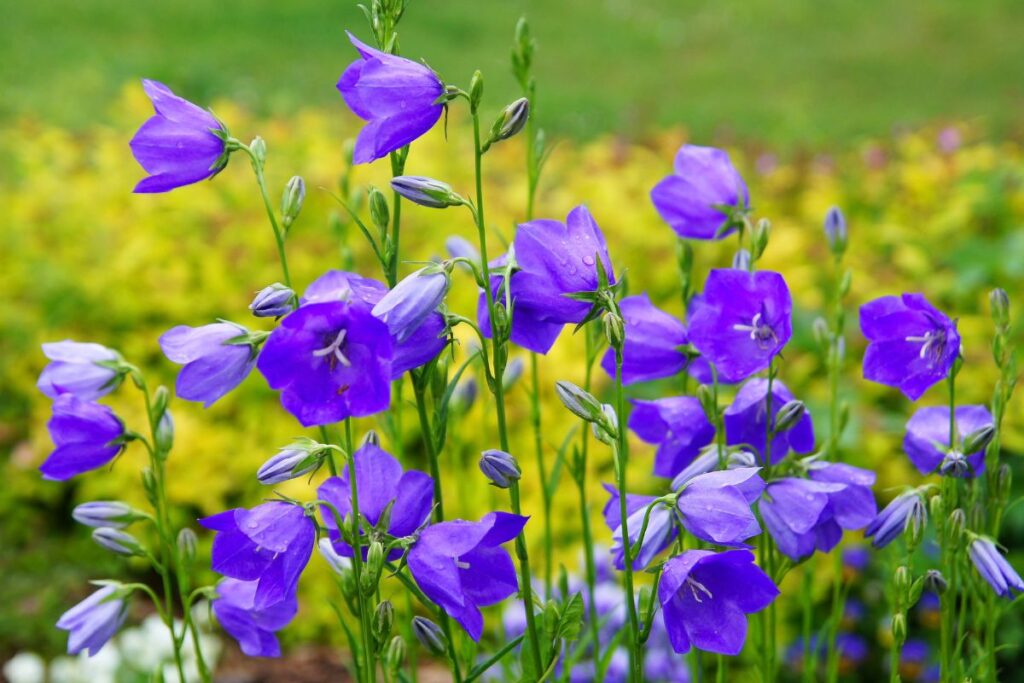 piante primaverili per aiuole fiorite