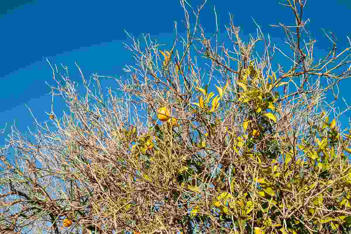 albero limone senza foglie