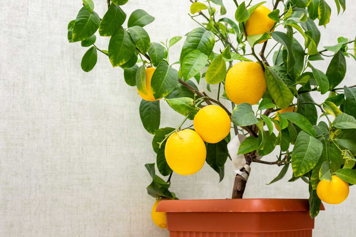 albero limone