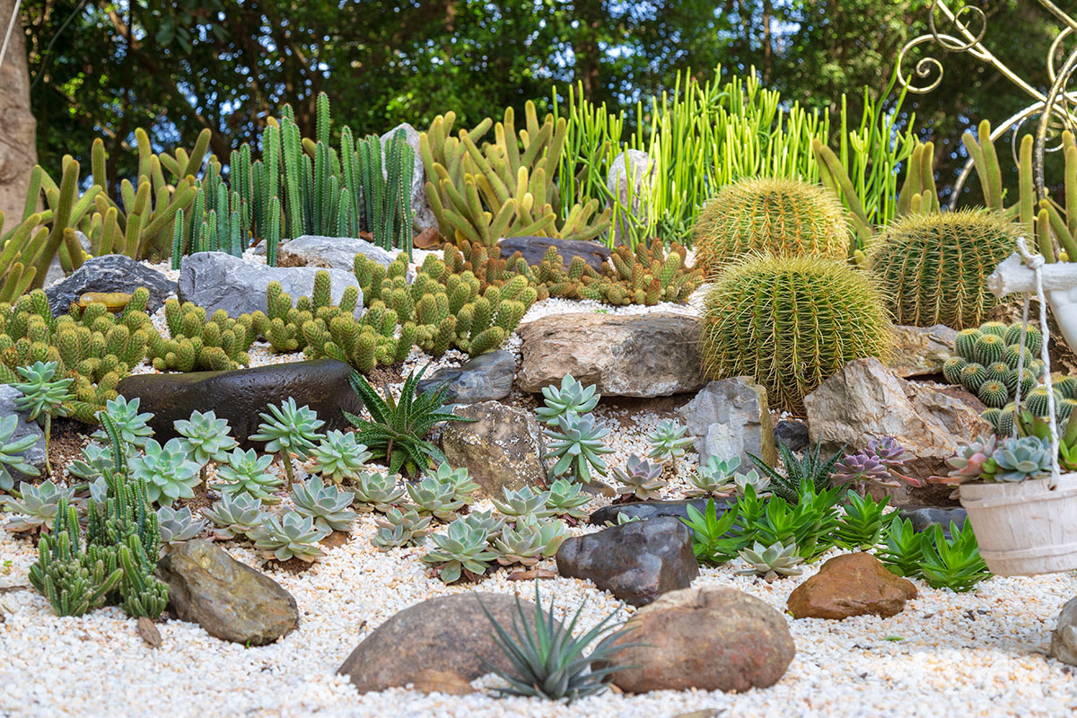 Giardino di cactus e piante grasse.