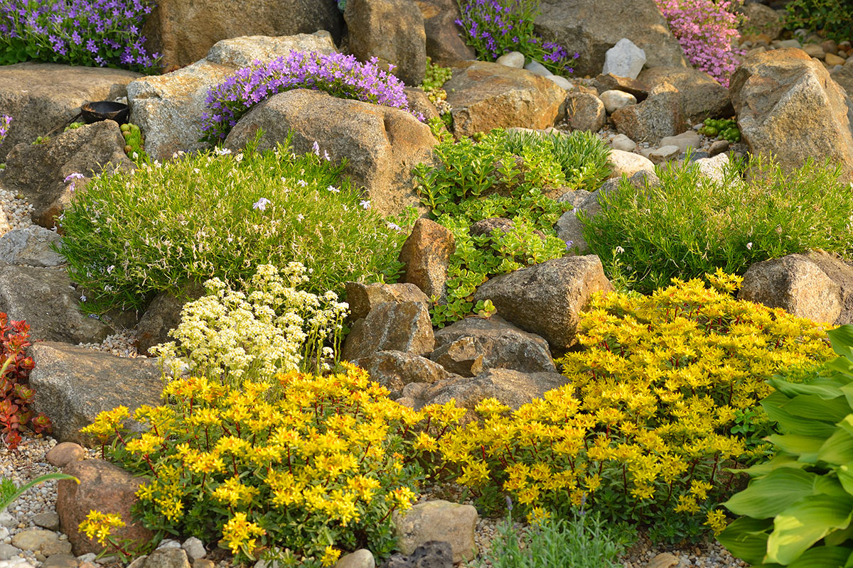 Giardino roccioso con fiori gialli e viola.