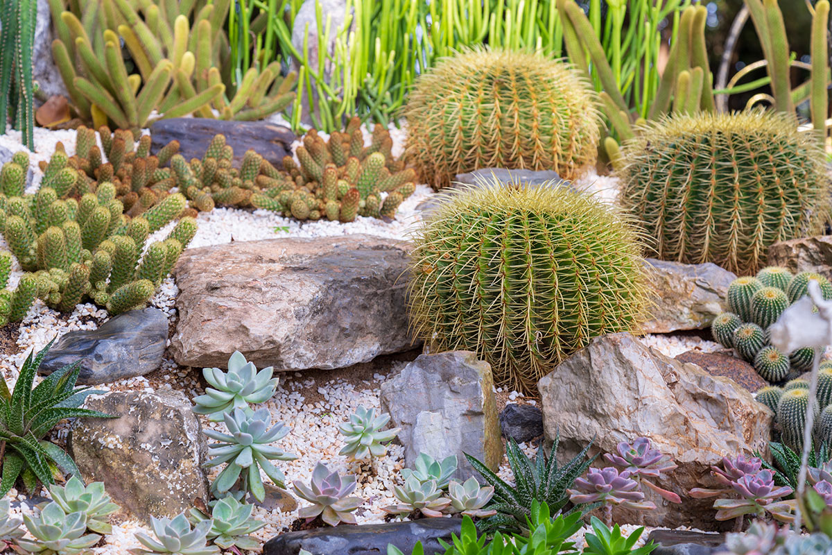 Giardino roccioso con cactus.