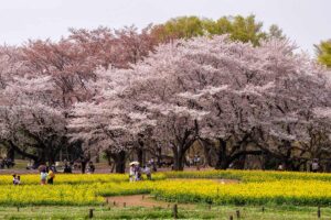 Ciliegi in fiore a Tokyo