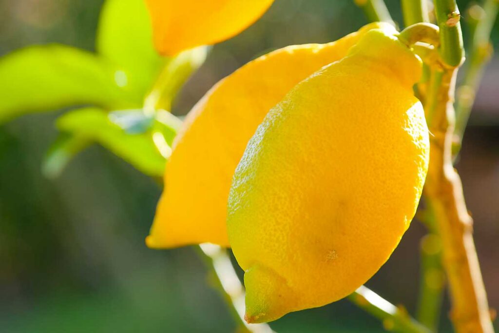 Potenzia la fruttificazione del tuo limone