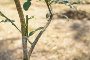 innesto pianta di limone