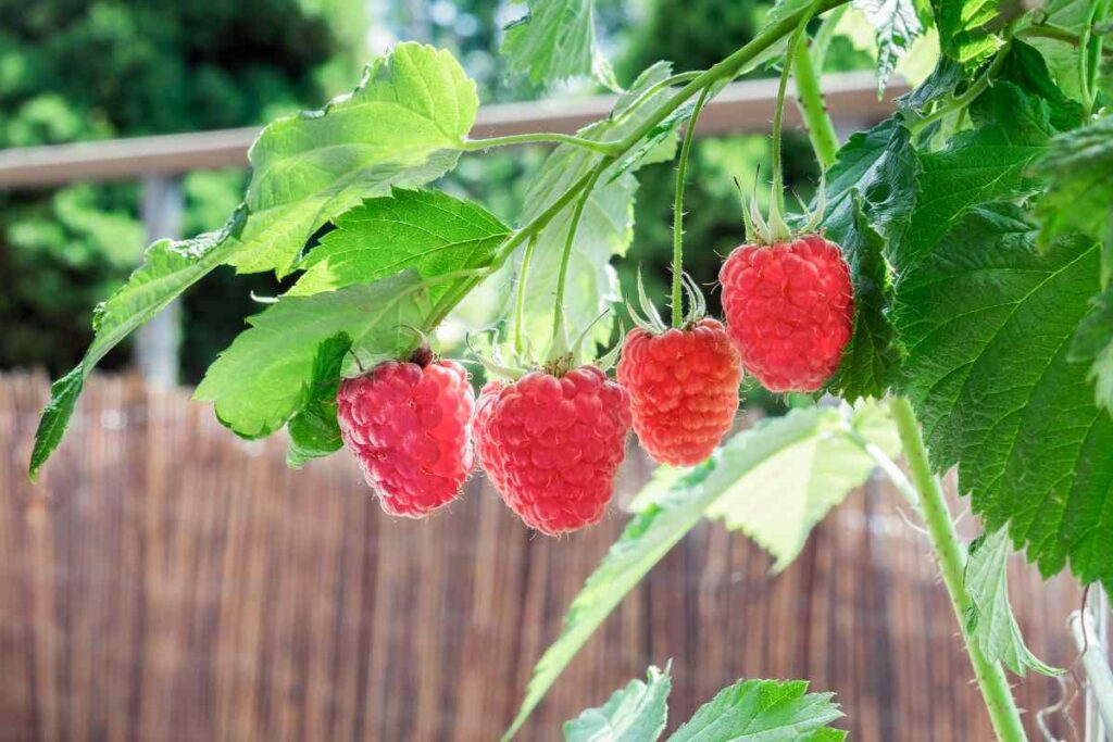 lamponi sul balcone