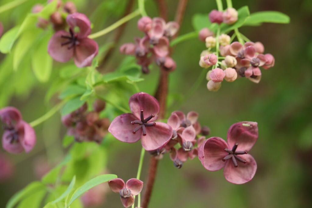 Akebia quinata