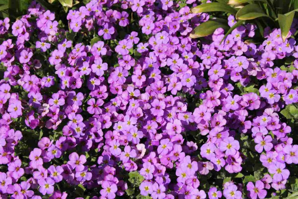 Aubretia