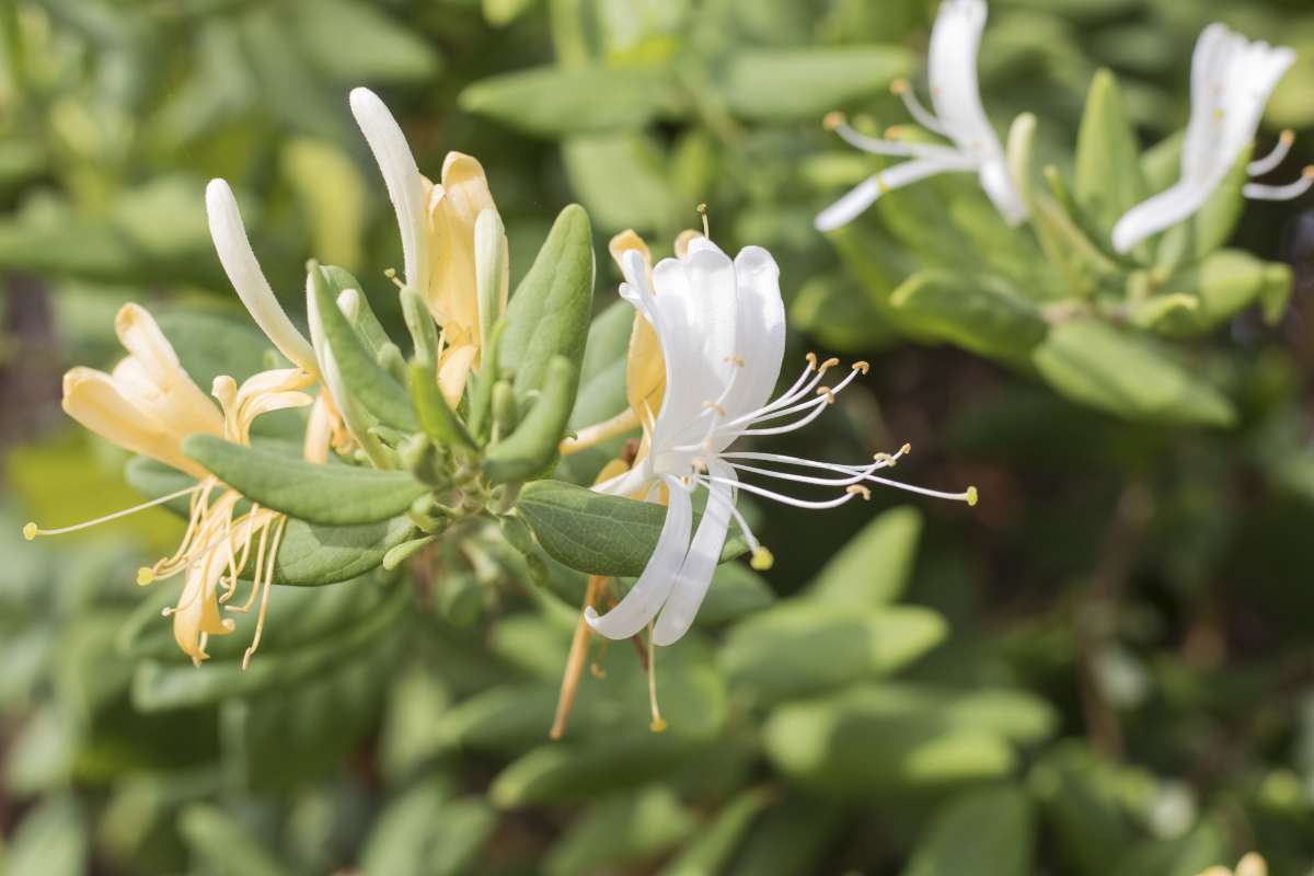 Caprifoglio del Giappone