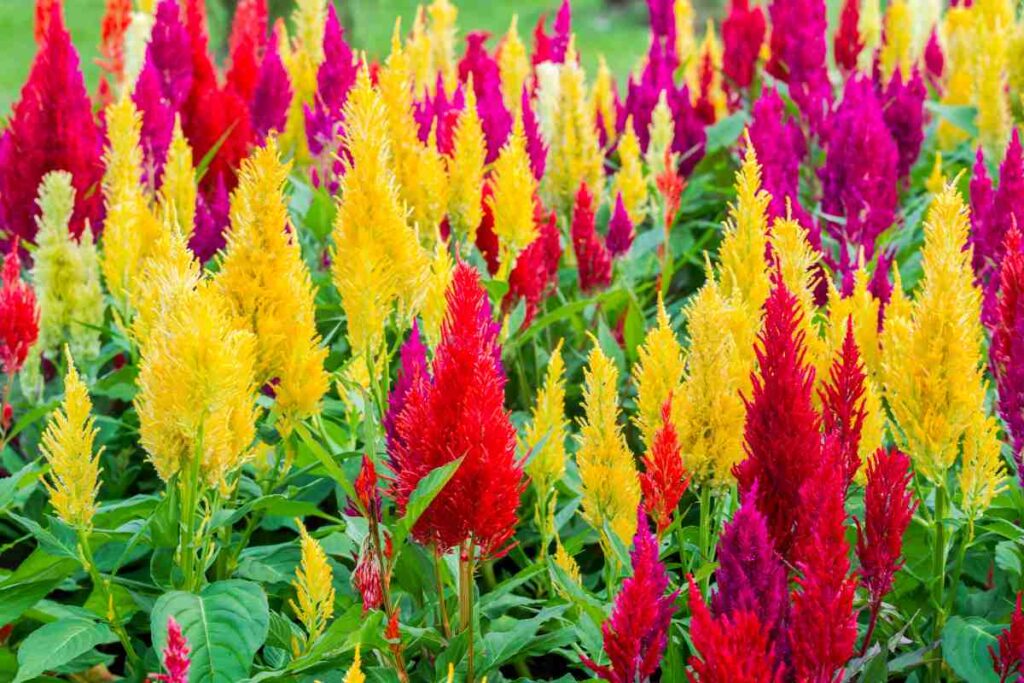 Celosia