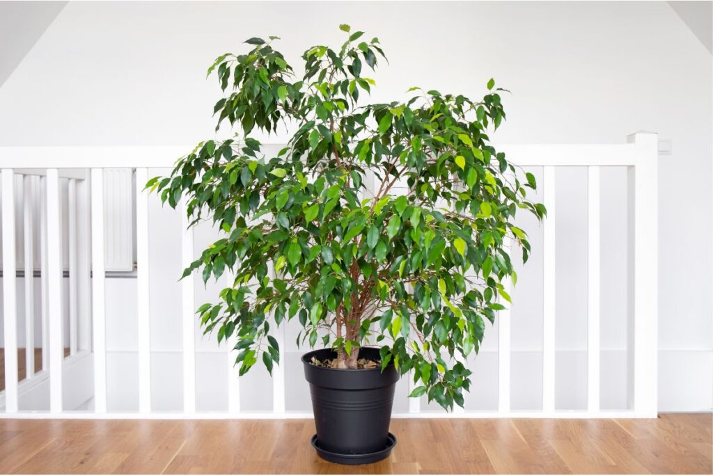 Ficus Benjamin caratteristiche e cura