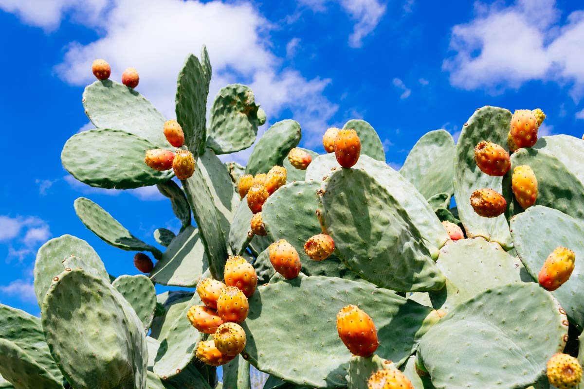 piante succulente per un terrazzo da ammirare Fico d'India