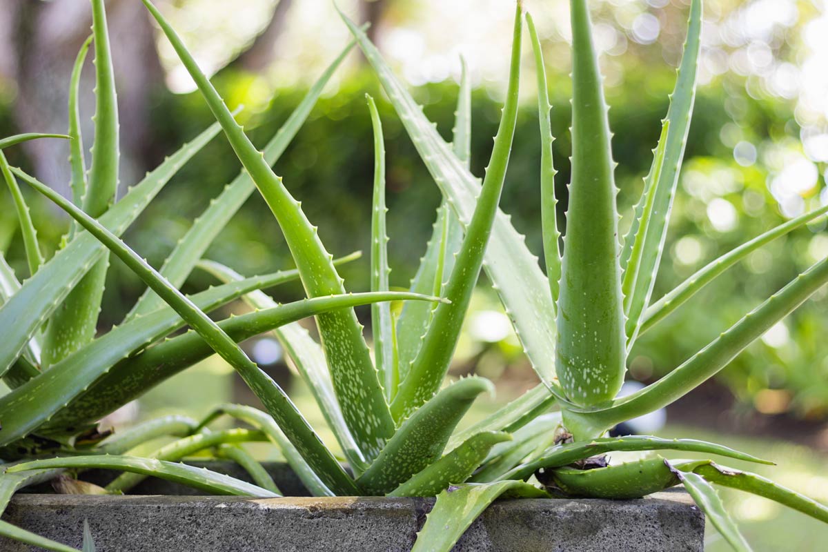 Piante succulente per un terrazzo da ammirare Aloe vera