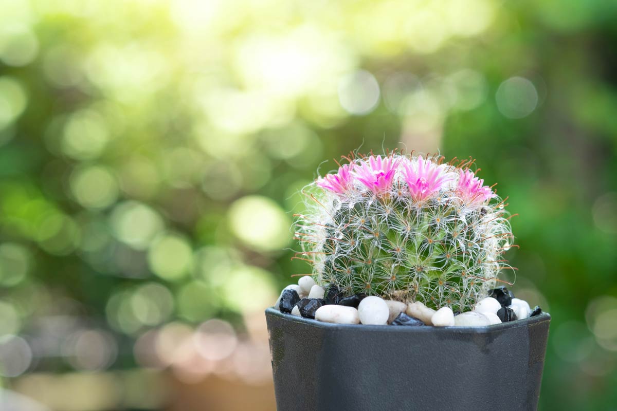 piante succulente per un terrazzo Solisia