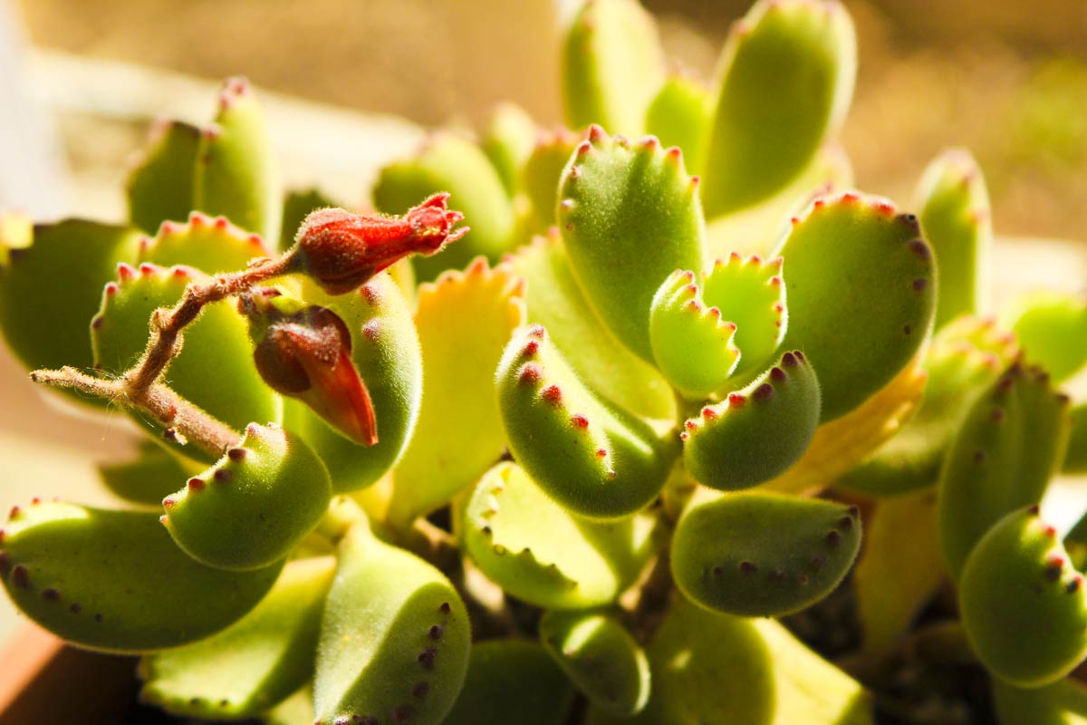 piante succulente Cotyledon