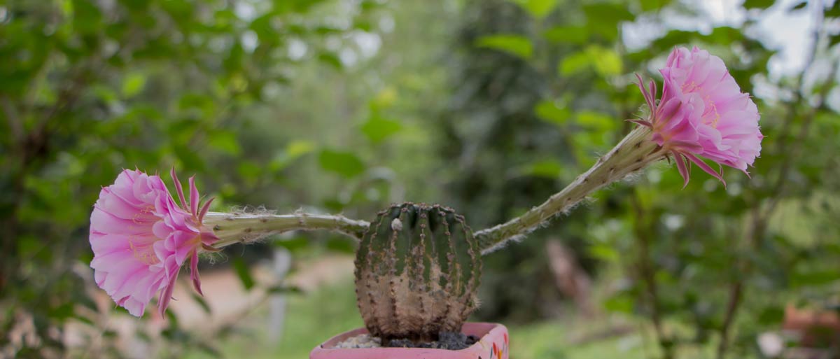 piante succulente per un terrazzo Echinopsis