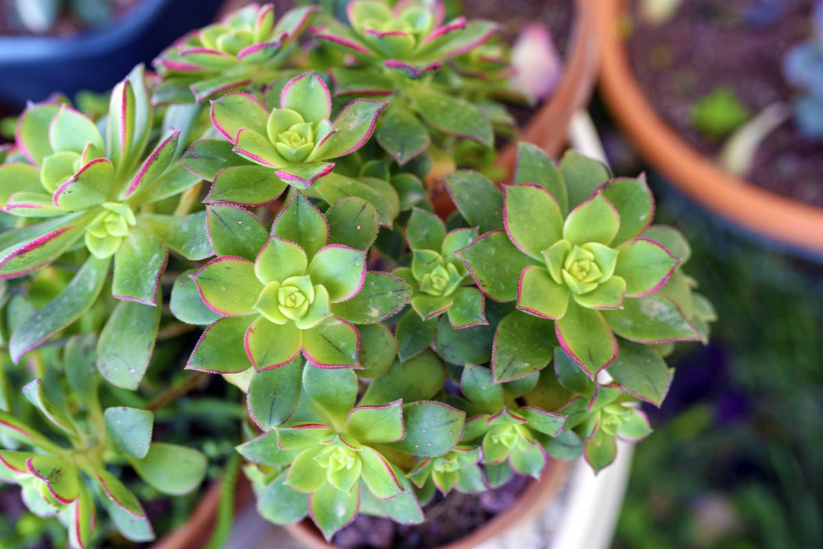 piante succulente per un terrazzo Aeonium