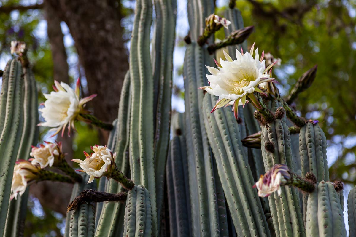 Piante succulente per un terrazzo Cactus San Pedro