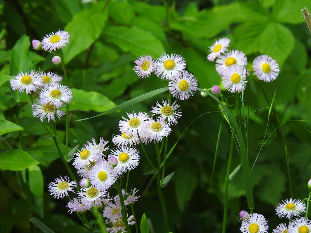 Erigeron