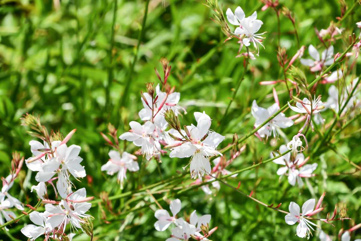 Gaura