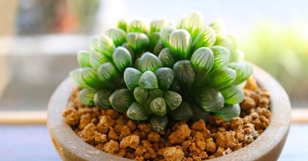 Haworthia Cooperi