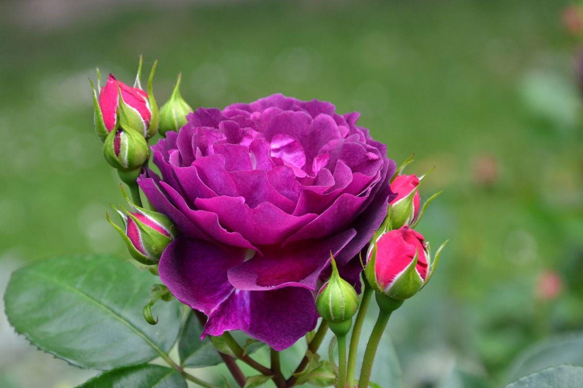 La rosa blu nel giardinaggio moderno