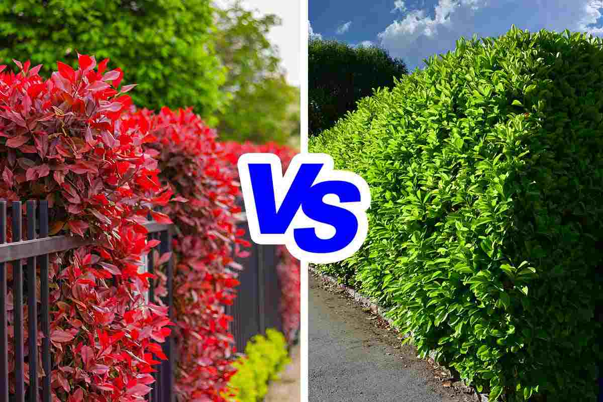 Lauroceraso vs. Photinia