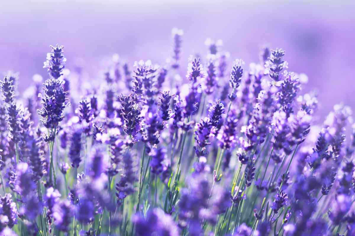 Lavanda