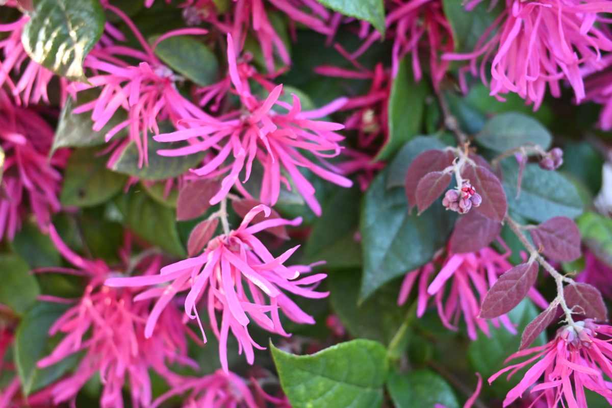 Loropetalum