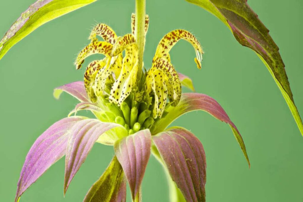 Monarda punctata