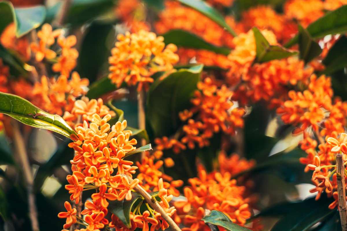 Osmanthus