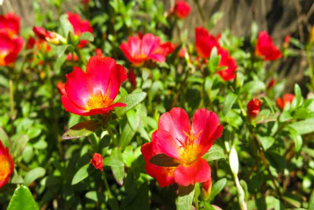 Portulaca