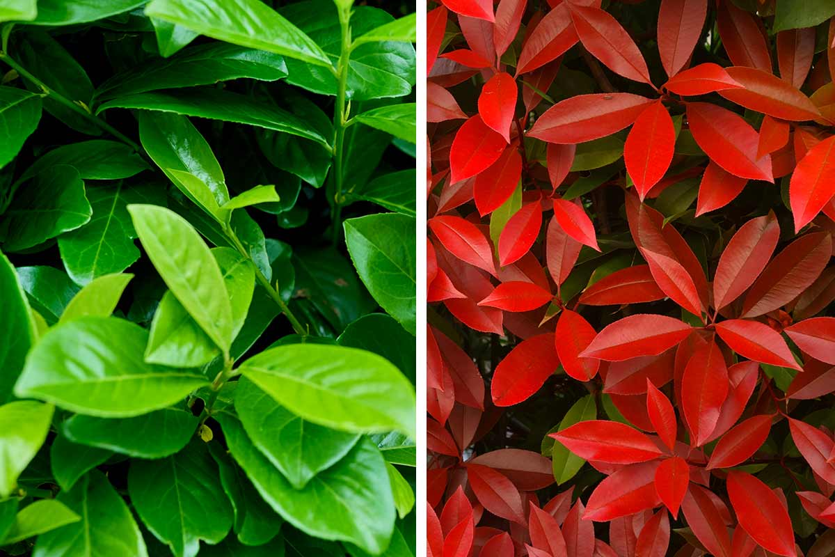 Lauroceraso e Photinia