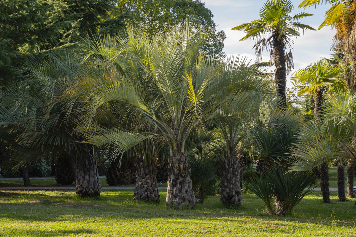 12 varietà più comuni di palme in Italia