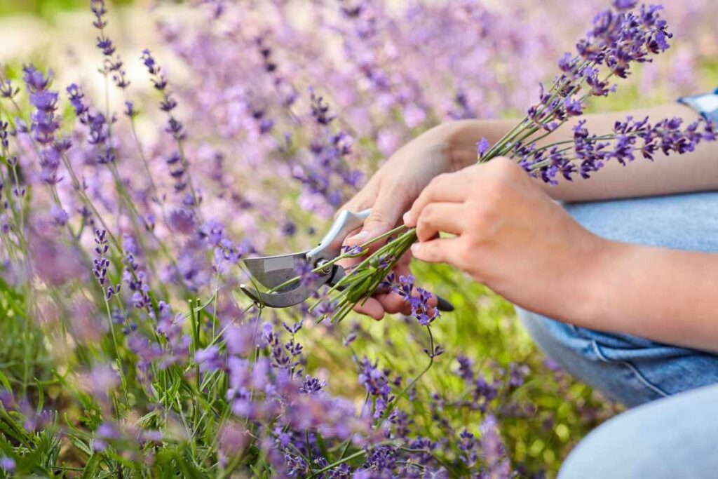 potare la lavanda