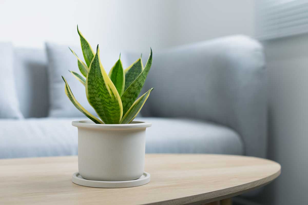 Sansevieria, pianta assorbi umidità