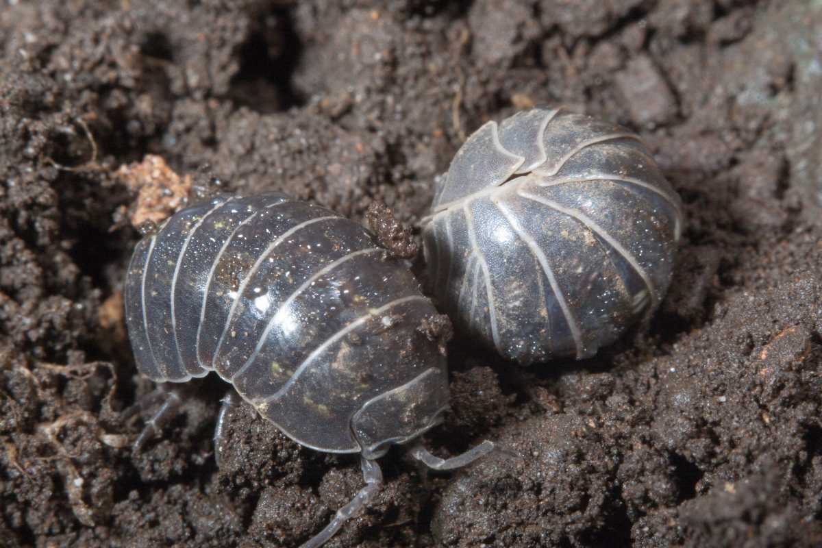 Armadillidium vulgare