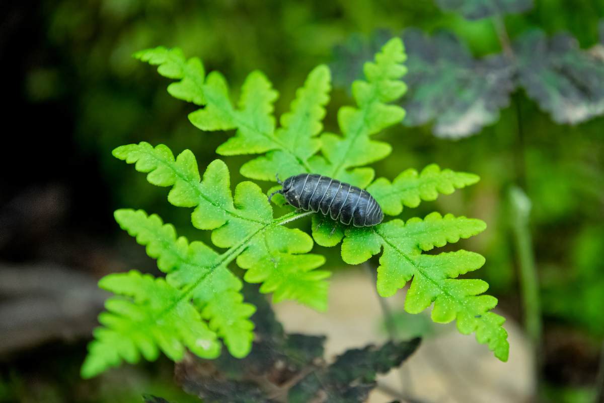 Armadillidium vulgare