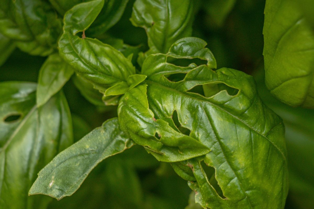 Basilico con buchi nelle foglie