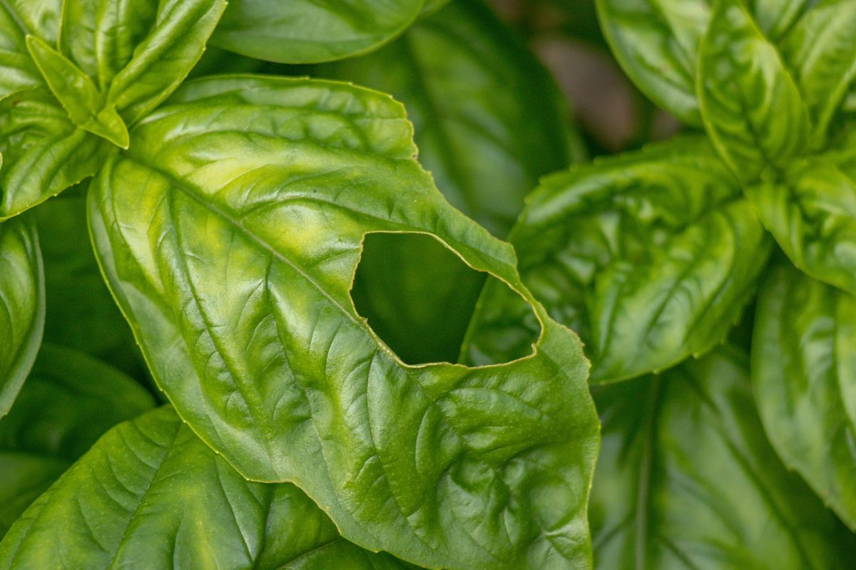 Basilico con buchi nelle foglie per insetti