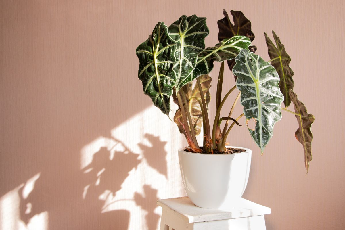 Come coltivare l’Alocasia in casa