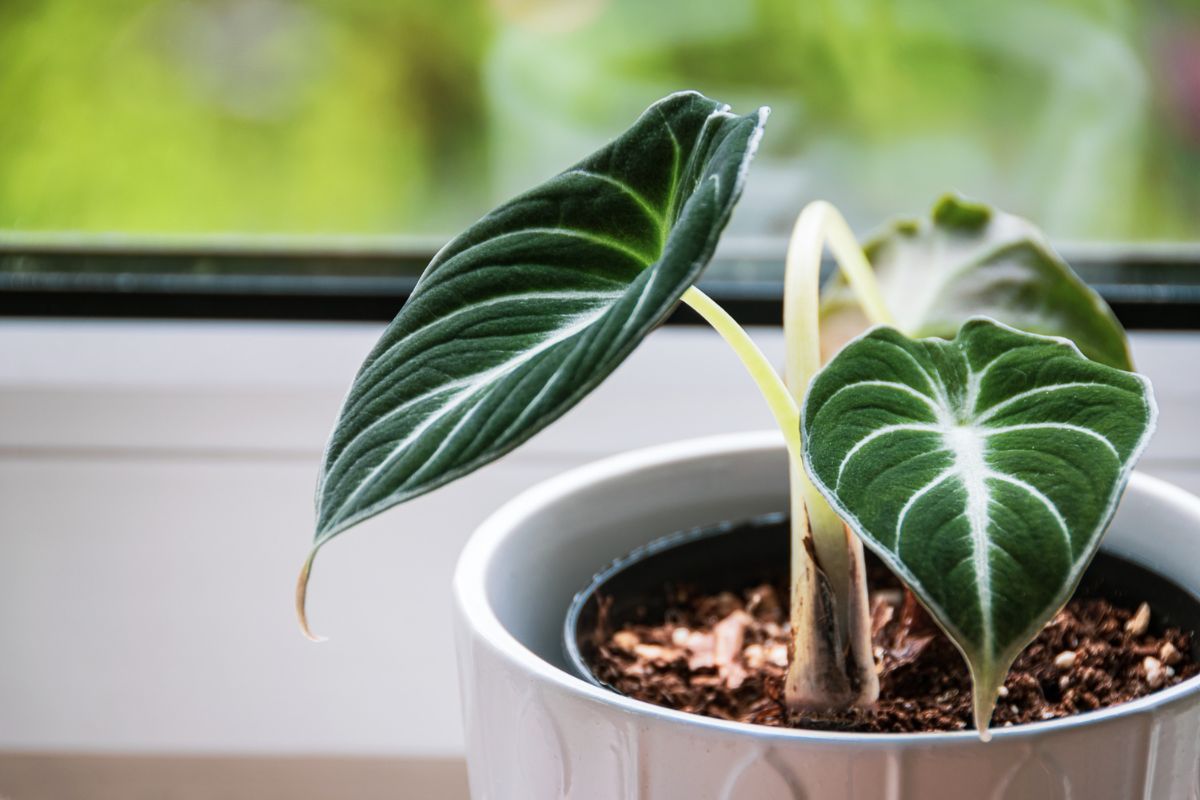 Coltivare l’Alocasia in casa