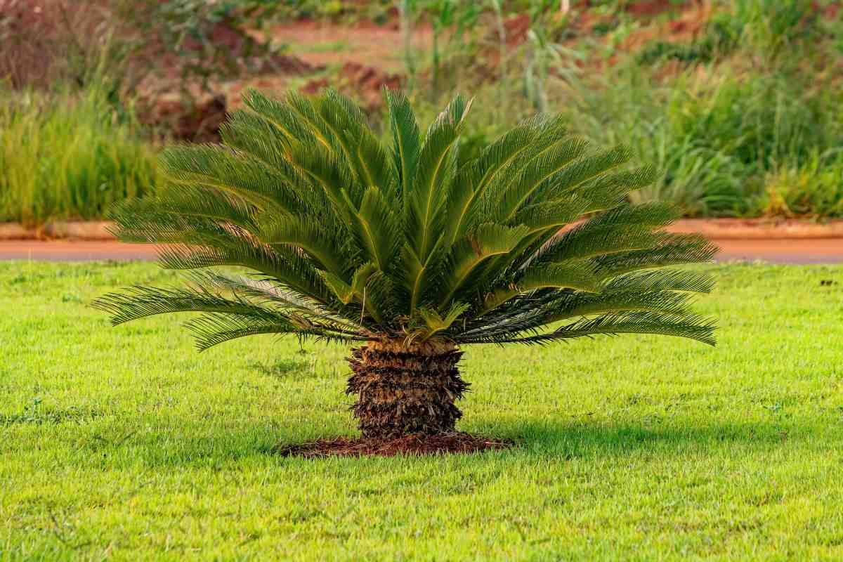 Cycas