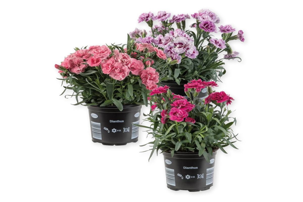 Dianthus Adorables