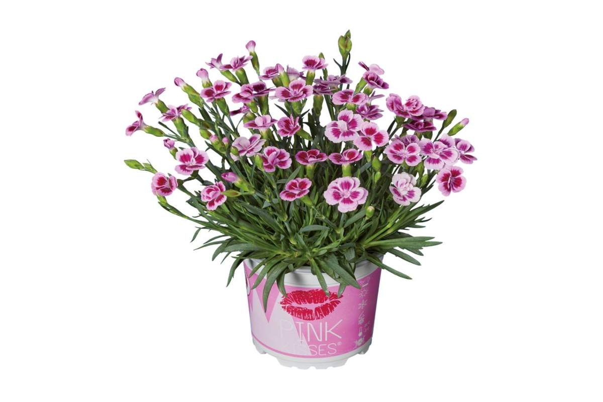 Dianthus 'Pink Kisses'