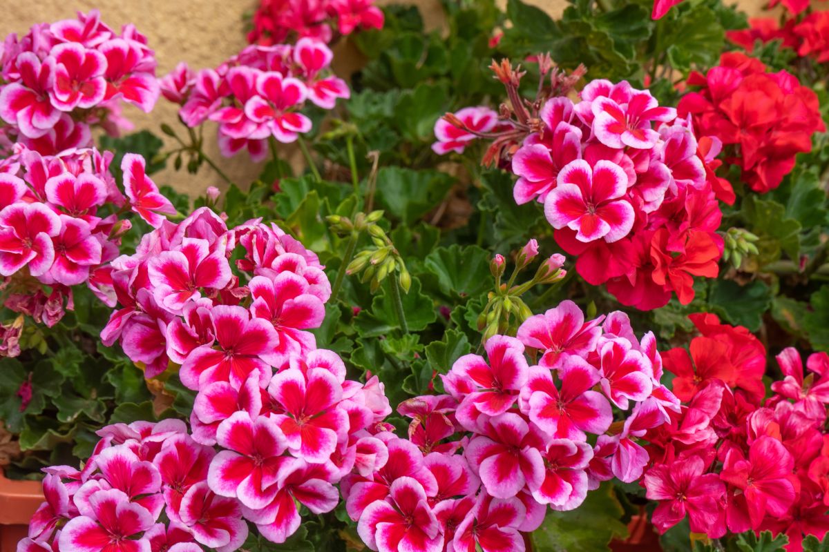 Gerani con tante foglie e niente fiori